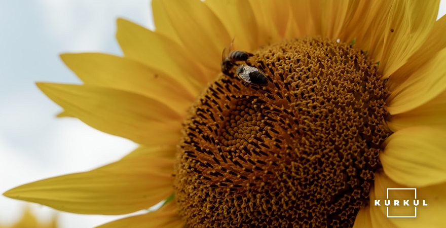Український соняшниковий мед можна зробити національним брендом
